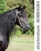 stock-photo-portrait-of-friesian-horse-80884084